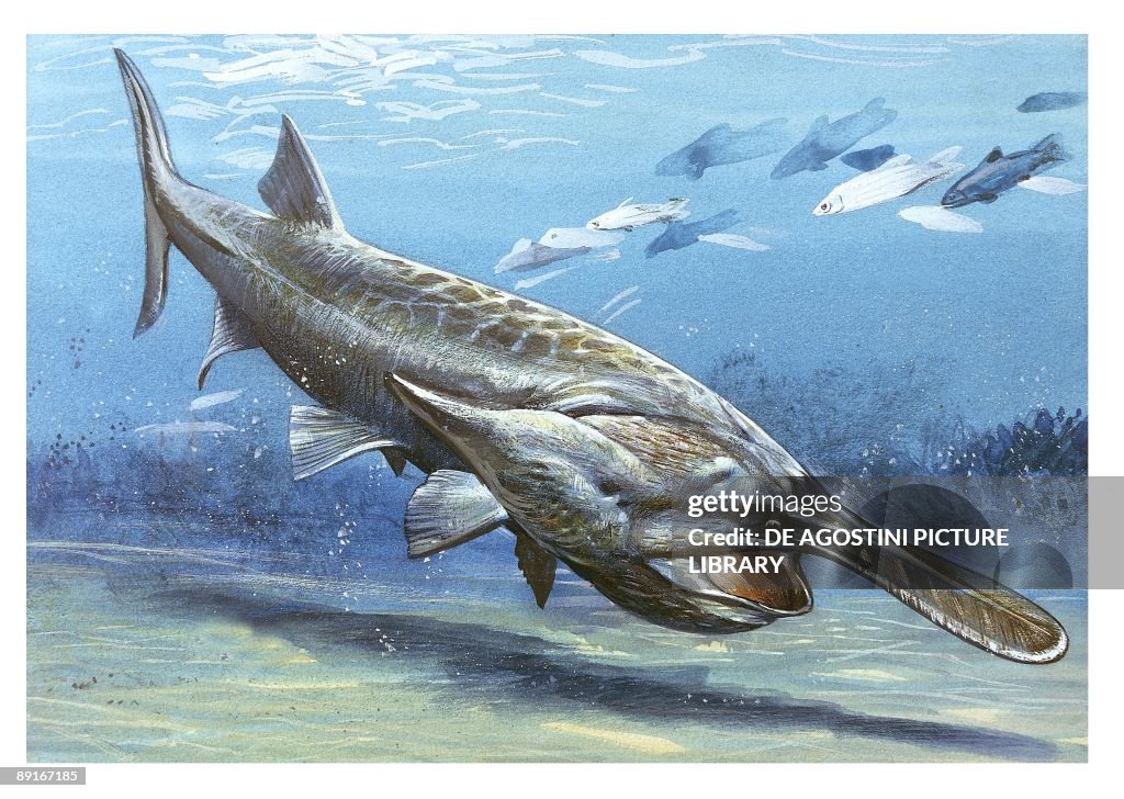 American paddlefish, (Polyodon spathula) underwater, illustration