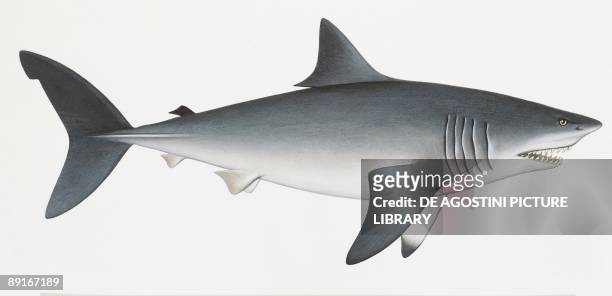 Great white shark , illustration