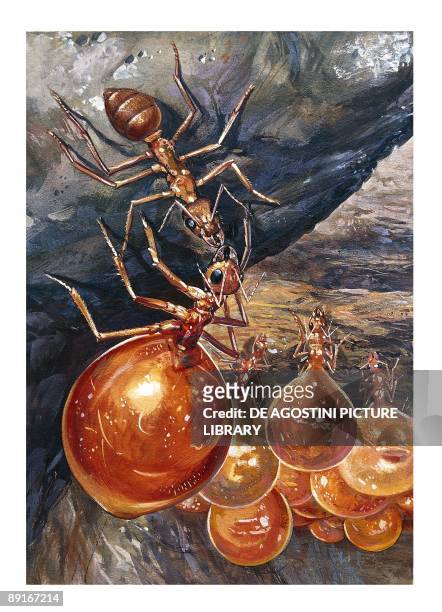 Honeypot ant or Honey ant , illustration