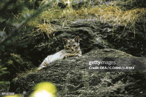 Germany, Bavarian forest, wildcat