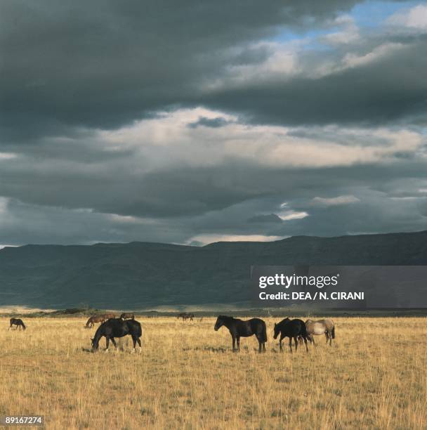 Argentina, Los Glaciares National Park . Wild horses in Pampa