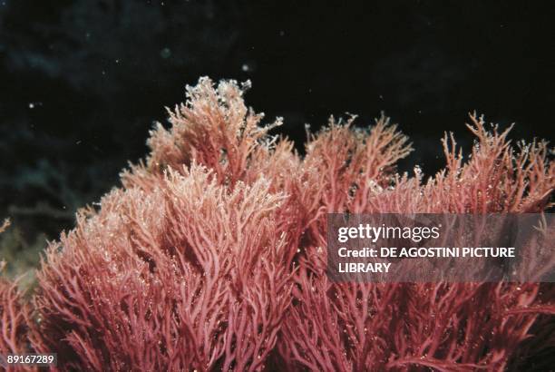 Pink corals in sea