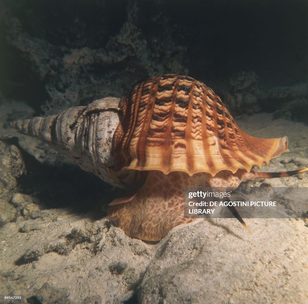 Triton's trumpet (Charonia tritonis)