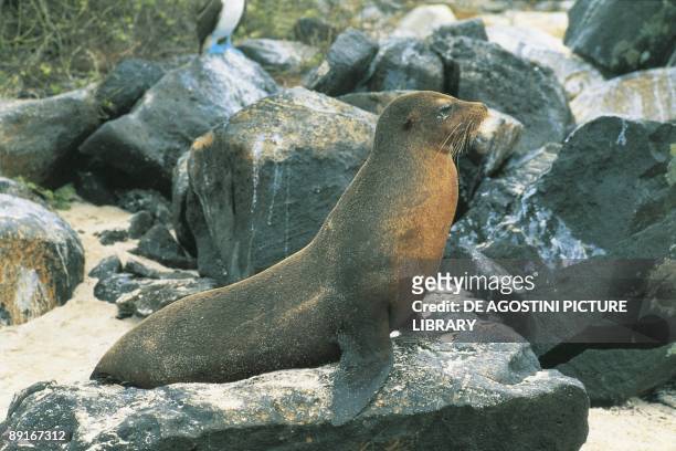 Galapagos, Espanola Island, Galapagos Sea Lion sitting on rock