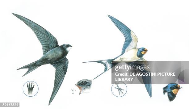 Common Swift and Barn Swallow , illustration