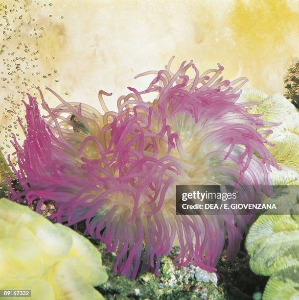 Sebae anemone underwater