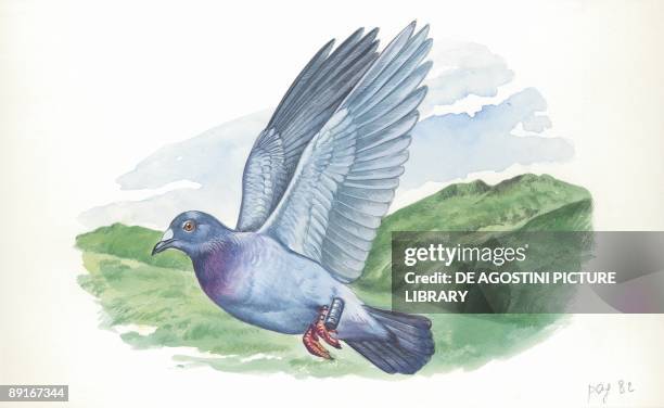 Rock Pigeon carrying message, illustration