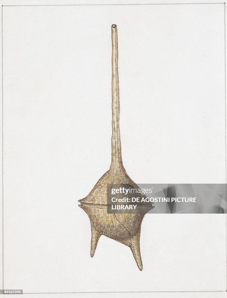 Ceratium pentagonum, illustration