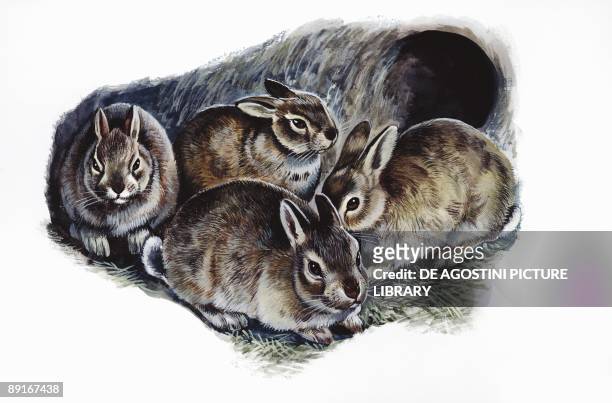 European Rabbits in den, illustration