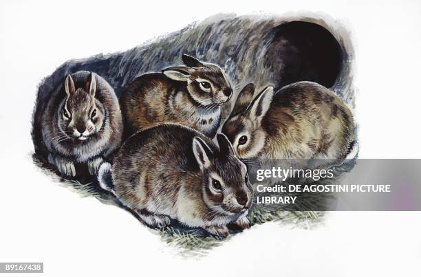 European Rabbits in den, illustration