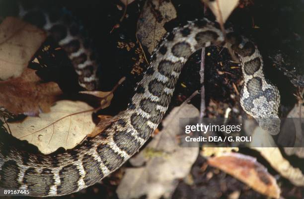 Asp Snake Head Asp Snake Photos and Premium High Res Pictures - Getty Images