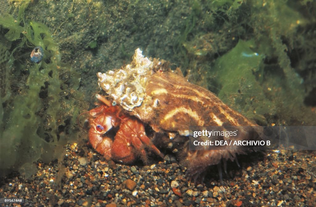 Bernard hermit crab (Paguristes) and Attinia Calliactis Parasitica (sea anemone) underwater