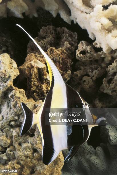 Aquarium fishes, Moorish idol swimming at coral