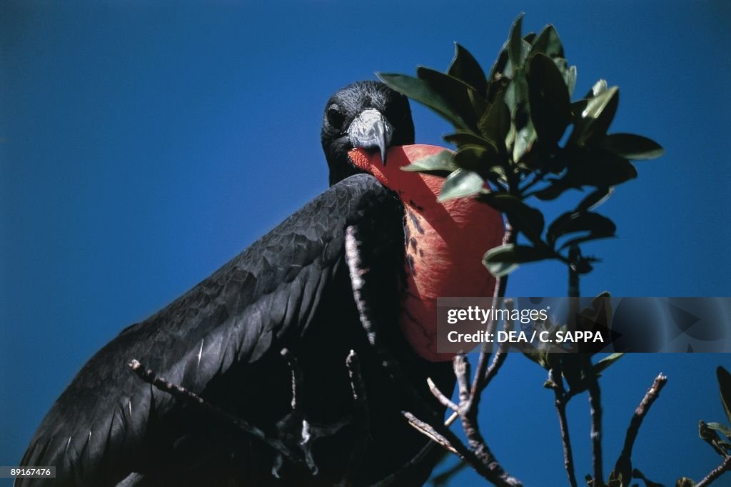 Mexico, Quintana Roo, Sian Ka'an Biosphere Reserve, male frigatebird sitting on branch