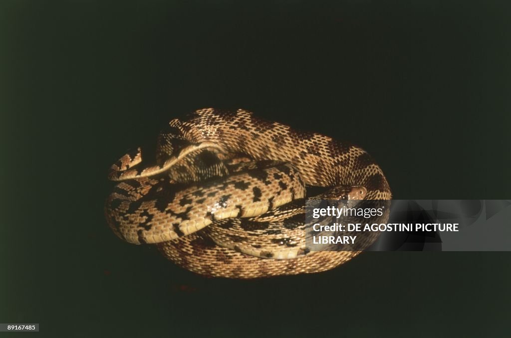 USA, California, Mojave Desert, Bull Snake (Pituophis catenifer sayi)