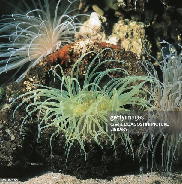 Tube-dwelling anemone underwater