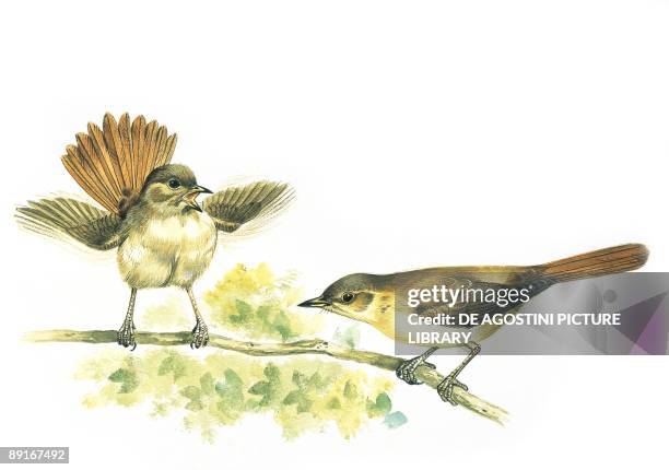 Two Nightingales sitting on branch, illustration