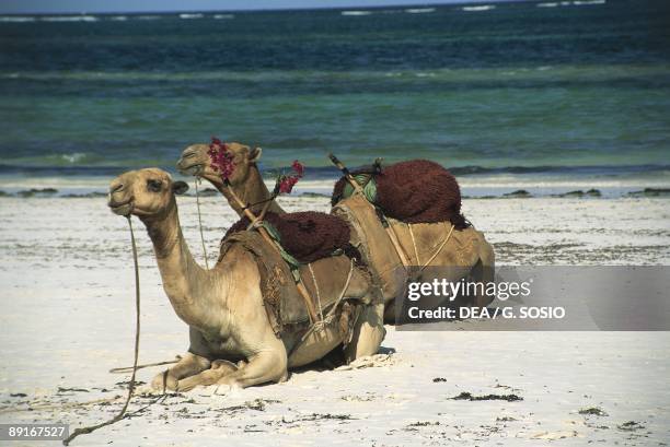 Kenya - Malindi. Dromedaries on beach