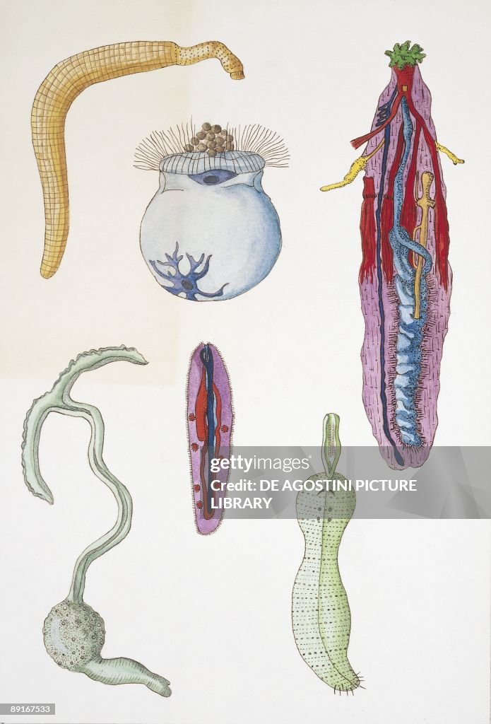 Medium group of velvet worms (onychophora), illustration