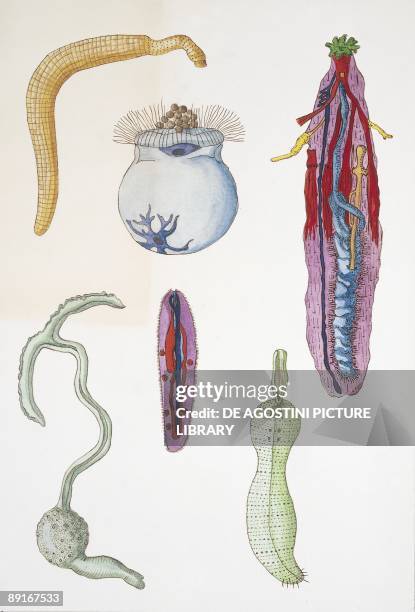 Medium group of velvet worms , illustration