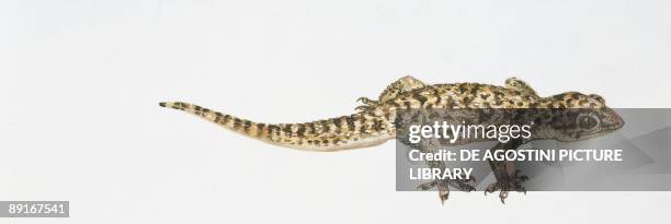 Mediterranean gecko , illustration