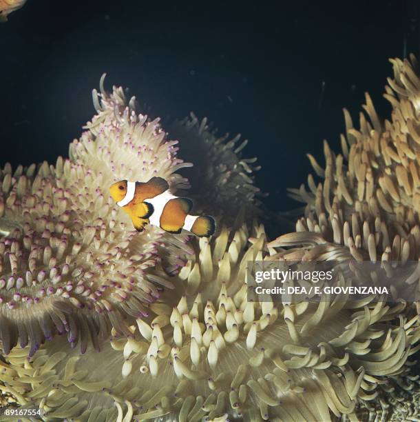 Orange clownfish at sea anemone