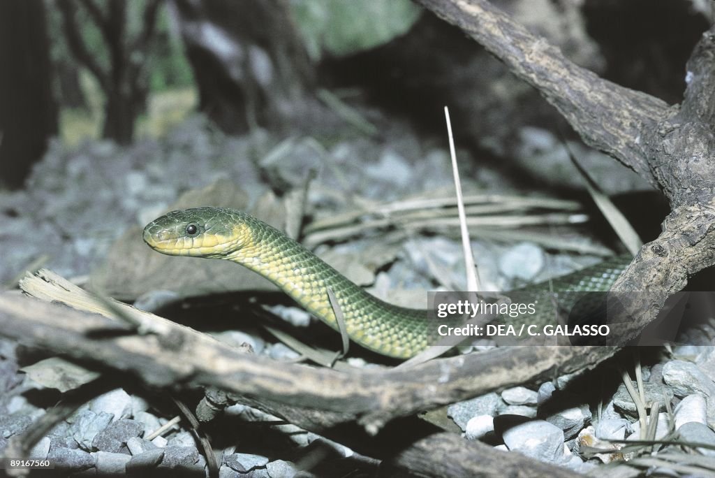 Aesculapian snake (Elaphe longissima) among branches