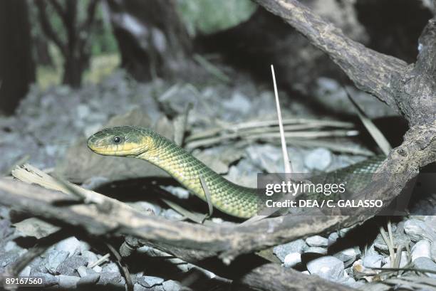 Aesculapian snake among branches