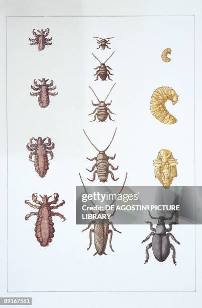 Metamorphose Insects Metamorphosis (Biology) Photos and Premium High Res Pictures - Getty Images