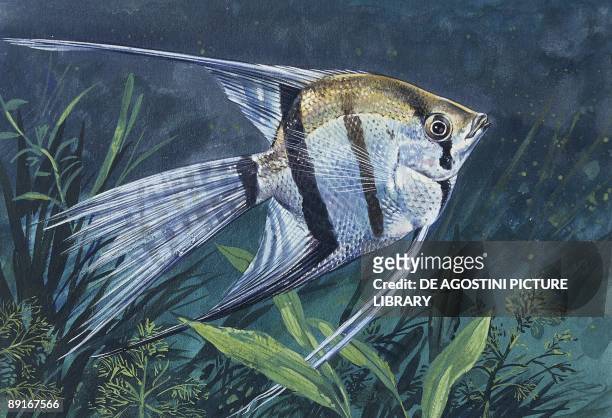Angel Fish underwater, illustration