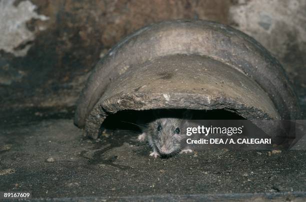 129 Wharf Rat Photos and Premium High Res Pictures - Getty Images 129 Wharf Rat Photos and Premium High Res Pictures - Getty Images