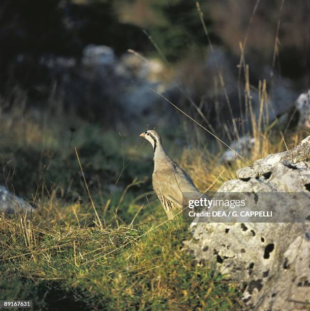 Greek partridge on ground