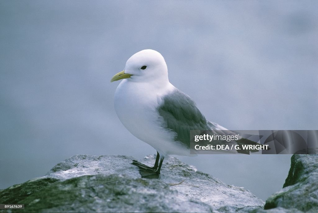 United Kingdom, England, Farne Islands, Black legged Kittiwake (Rissa tridactyla) on rock