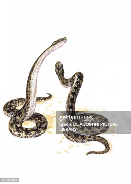 Two male Asp vipers , ritual duel, illustration