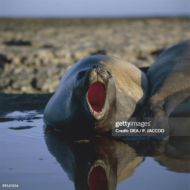 Argentina, Patagonia, Valdes Peninsula, Southern Elephant Seal yawning