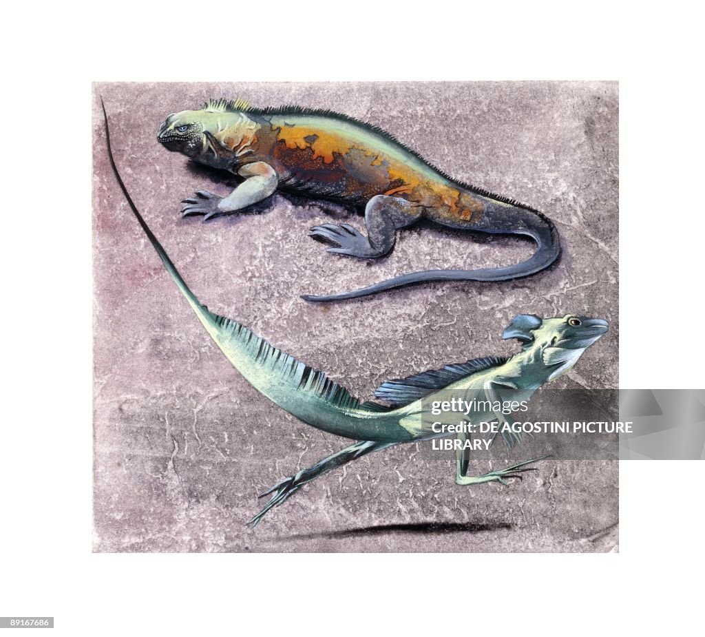 Common basilisk (Basiliscus basiliscus) and Flying Dragon (Draco volans)