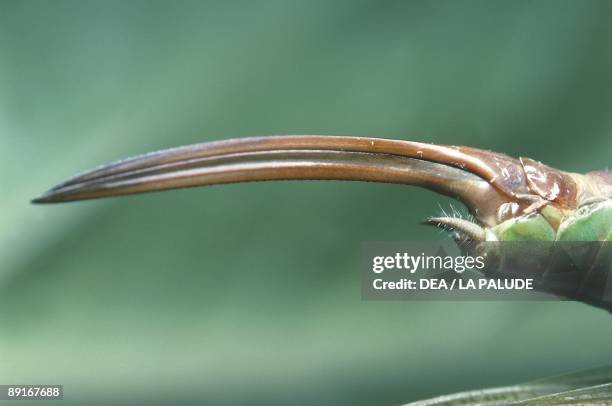 Great Green Bush Cricket , close-up of ovipositor