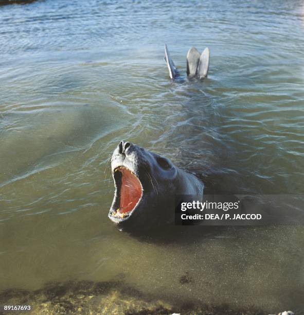 Argentina, Patagonia, Valdes Peninsula, Southern Elephant Seal yawning
