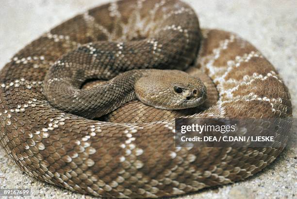 Diamondback Rattle 123 Eastern Diamondback Rattlesnake Stock Photos, High-Res Pictures ...