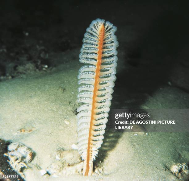 Sea pen on Indian Ocean floor