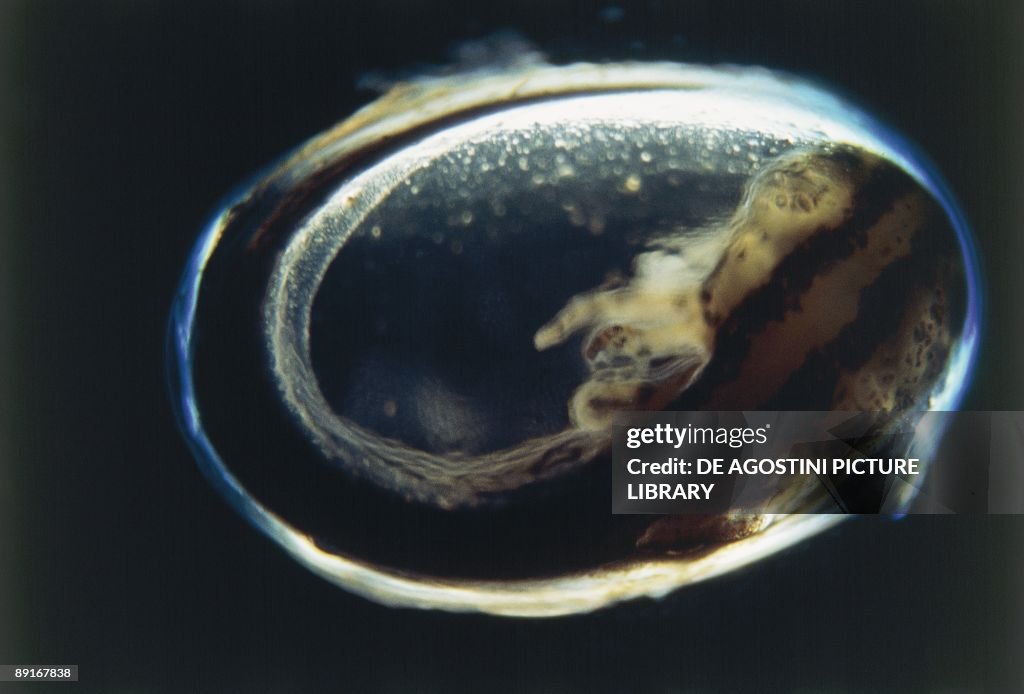 Great crested newt, or Warty newt (Triturus cristatus), larvae