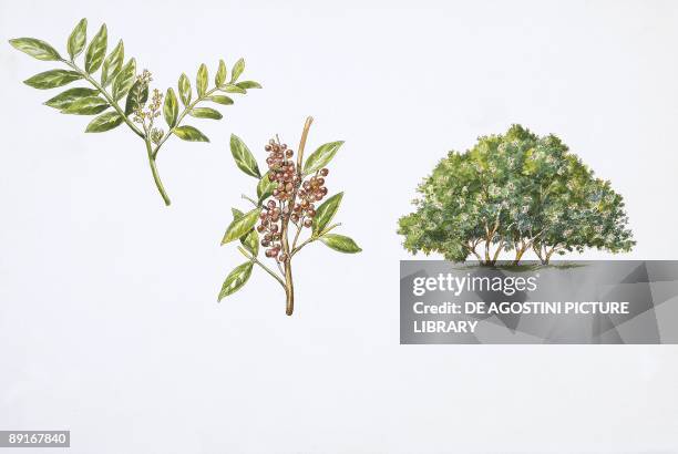 Mastic Color Tree 126 Mastic Tree Stock Photos, High-Res Pictures, and Images - Getty Images