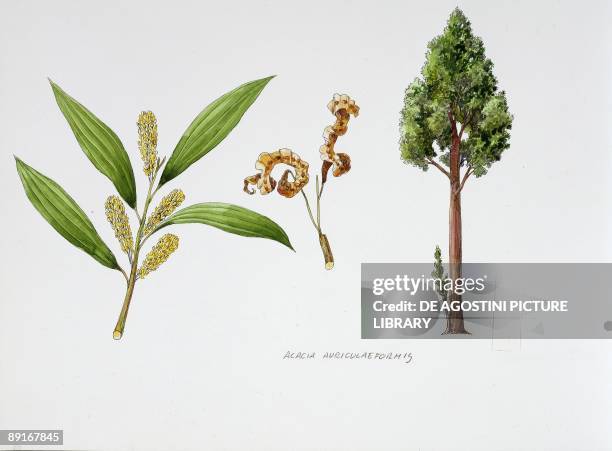 Auri Tree 257 Auri Stock Photos, High-Res Pictures, and Images - Getty Images
