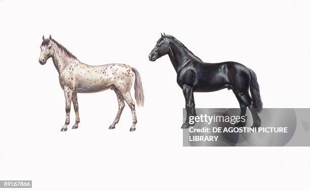 Knabstrup horse and friesian horse , illustration