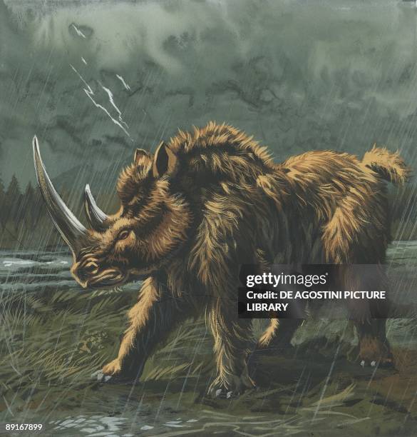 Woolly Razorback Woolly Hair Photos and Premium High Res Pictures - Getty Images