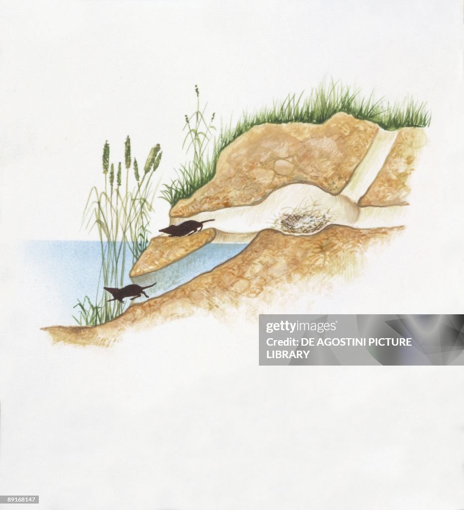 Eurasian Water Shrew (Neomys fodiens), illustration