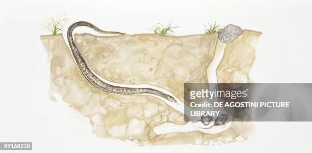 Smooth snake slithering into cave with two mice, illustration