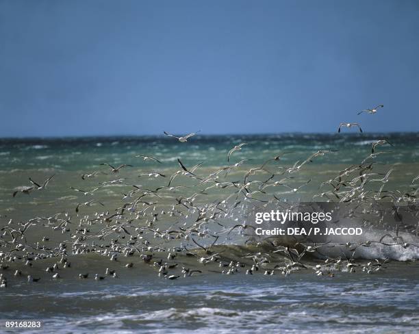 Argentina, Land of Fire, Kelp Gulls