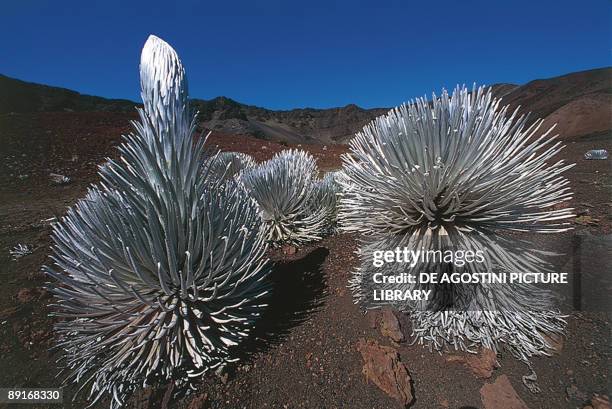 Maui, Haleakala National Park, Haleakala silversword