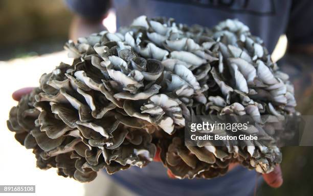 Eric Buonagurio holds a hen of the woods mushroom cut from the base of an oak tree by the side of a road in Andover, MA on Sep. 25, 2017. Buonagurio,...